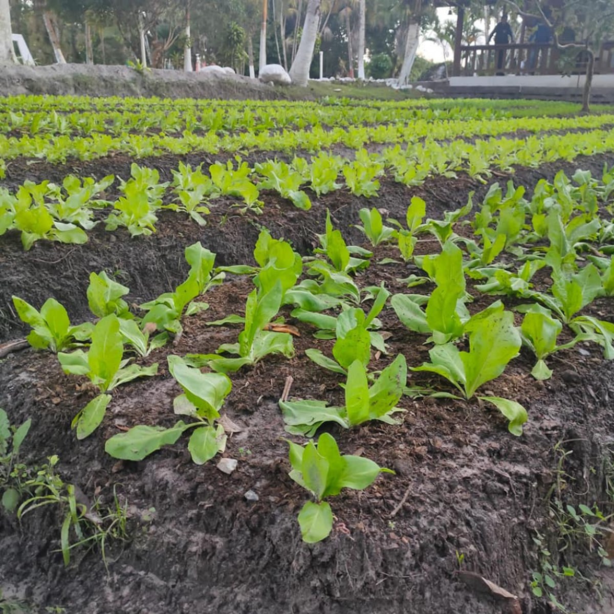 Horta e canteiros de cultivo na unidade de Itanhaém, litoral sul de São Paulo.